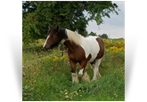 ~Kaylpso Bay Quarter Bok~ '15 Bay Tobiano Mare by EBV Petrus - MI